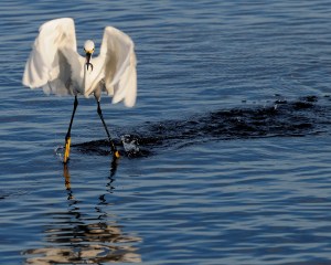 Snowy Egret