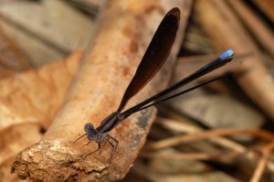 Variable Dancer - Argia fumipennis_1801_46web