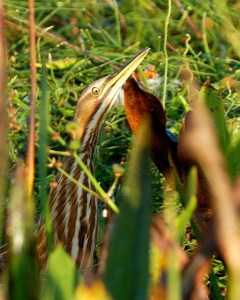 DSC_3130a_cr46c810r107