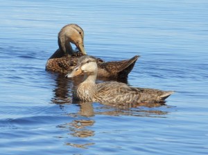 DSCN2361cnx-c Capture NX