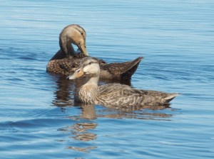 DSCN2361LRc LightRoom 3