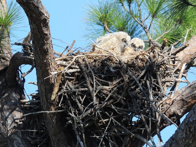 Great Horned Owls