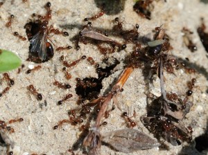 Ants 1