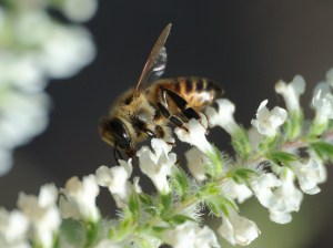Honeybee