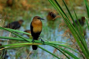 GRACKLE Boat-tailed-Quiscalus major-I-3314acr107