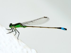 RAMBURS FORKTAILl Brian Grant