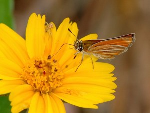 Southern Skipperling - Copaeodes minimus_3344a_cr107