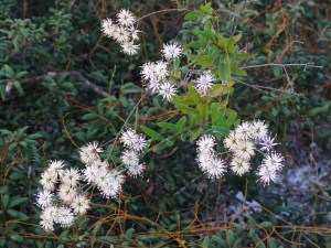 Curtiss Milkweed_3470cr107