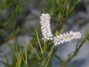 Sandhill Jointweed_3480cr107