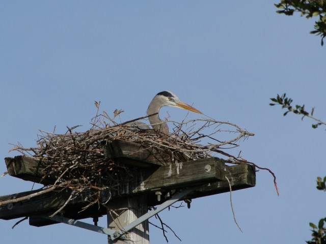 DSC_4876-55-200cr107croppedto300