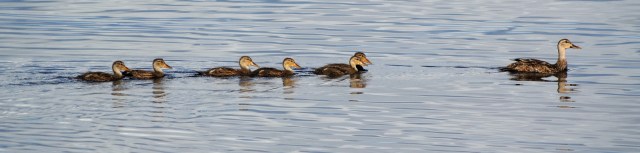 DSC_0526abannerc1600