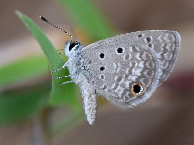 0202-ceraunus-blue-02