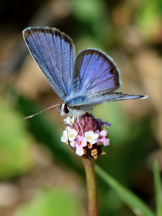 2510cv-ceraunus-blue-10web