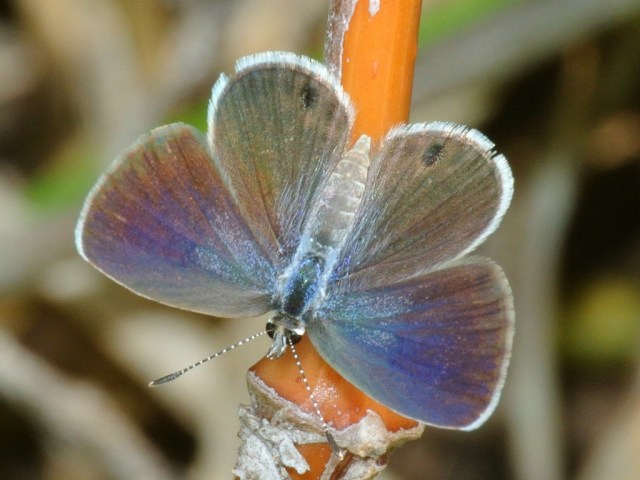 9209-ceraunus-blue-female