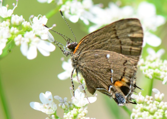 4484 - Fulvous Hairstreak
